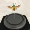 Beetle, Beautiful scarab beetle mounted in a glass dome (M)