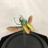insect beetle glass dome metallic green gold