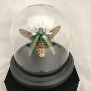 green beetle elytra irridiscent dome glass