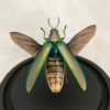 green beetle elytra irridiscent dome glass