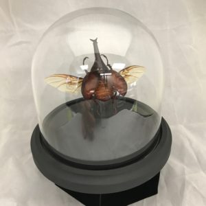 rhinoceros beetle dome glass wings brown elytra horn