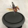 rhinoceros beetle dome glass wings brown elytra horn