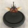 rhinoceros beetle dome glass wings brown elytra horn