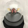 red glass dome flower beetle mounted wings elytra