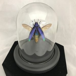 blue beetle insect dome wings elytra glass irridiscent