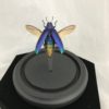 blue beetle insect dome wings elytra glass irridiscent