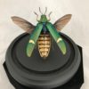 Large Jewel Beetle Glass dome
