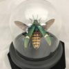 green, beetle, dome glass