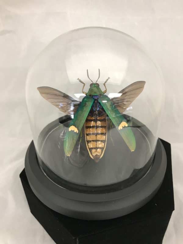 green, beetle, dome glass