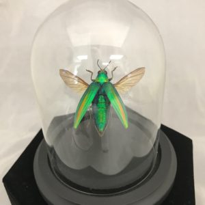 green jewel beetle wings glass dome elytra