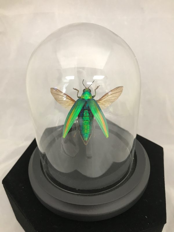 green jewel beetle wings glass dome elytra