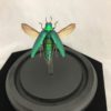 green jewel beetle wings glass dome elytra