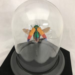 beetle, color, wings, elytra, insect, glass dome