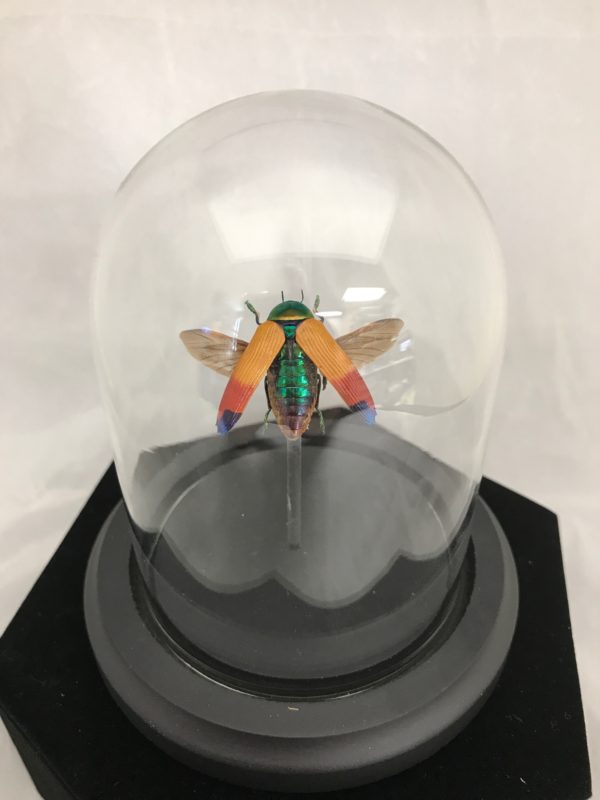 beetle, color, wings, elytra, insect, glass dome