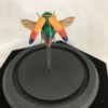 beetle, color, wings, elytra, insect, glass dome