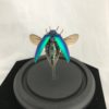 Jewel Beetle Glass dome