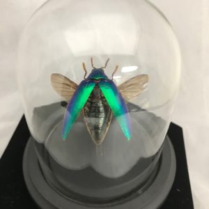 Jewel Beetle Glass dome