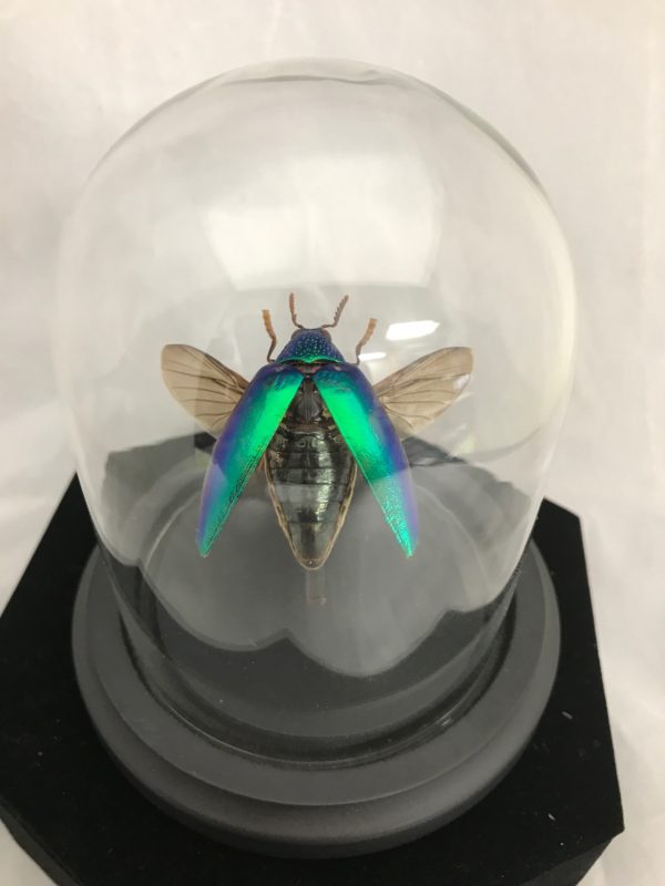 Jewel Beetle Glass dome