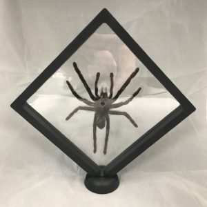 Tarantula spider in frame