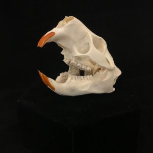porcupine skull real bone