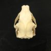porcupine skull real bonereal Skull