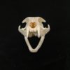 cat skull real bone