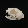 cat skull real bone