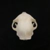 cat skull real bone