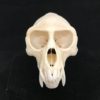 male vervet monkey skull real bone