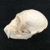 male vervet monkey skull real bone