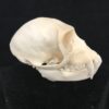 male vervet monkey skull real bone