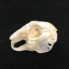 rabbit skull real bone
