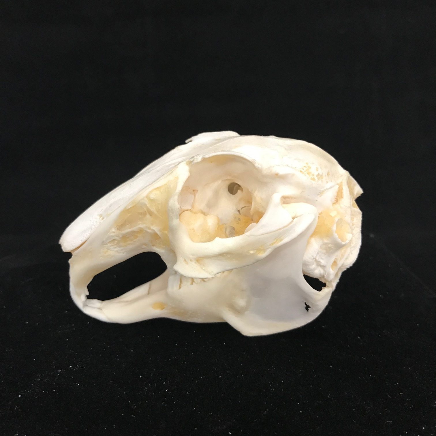 Cottontail Rabbit Skull Replica