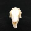 rabbit skull real bone