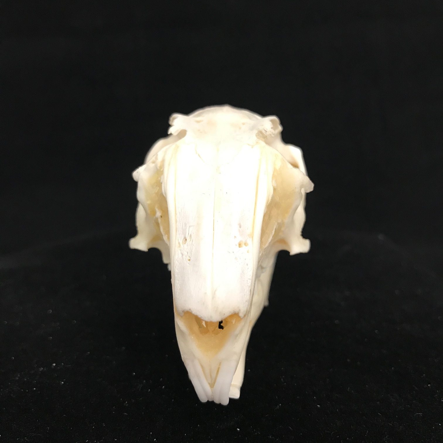Cottontail Rabbit (eastern) Skull Replica