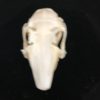 rabbit skull real bone