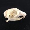 prairie dog, real bones, skulls,
