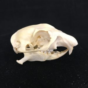 prairie dog, real bones, skulls,