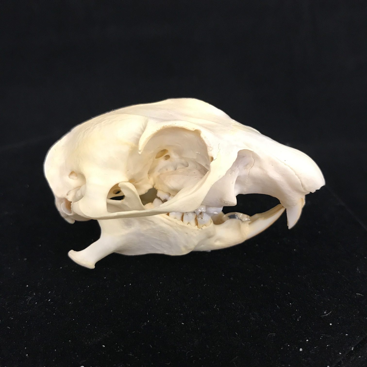 puppy skull teeth