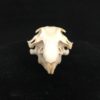 Prairie Dog skull real bone