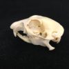 Prairie Dog skull real bone
