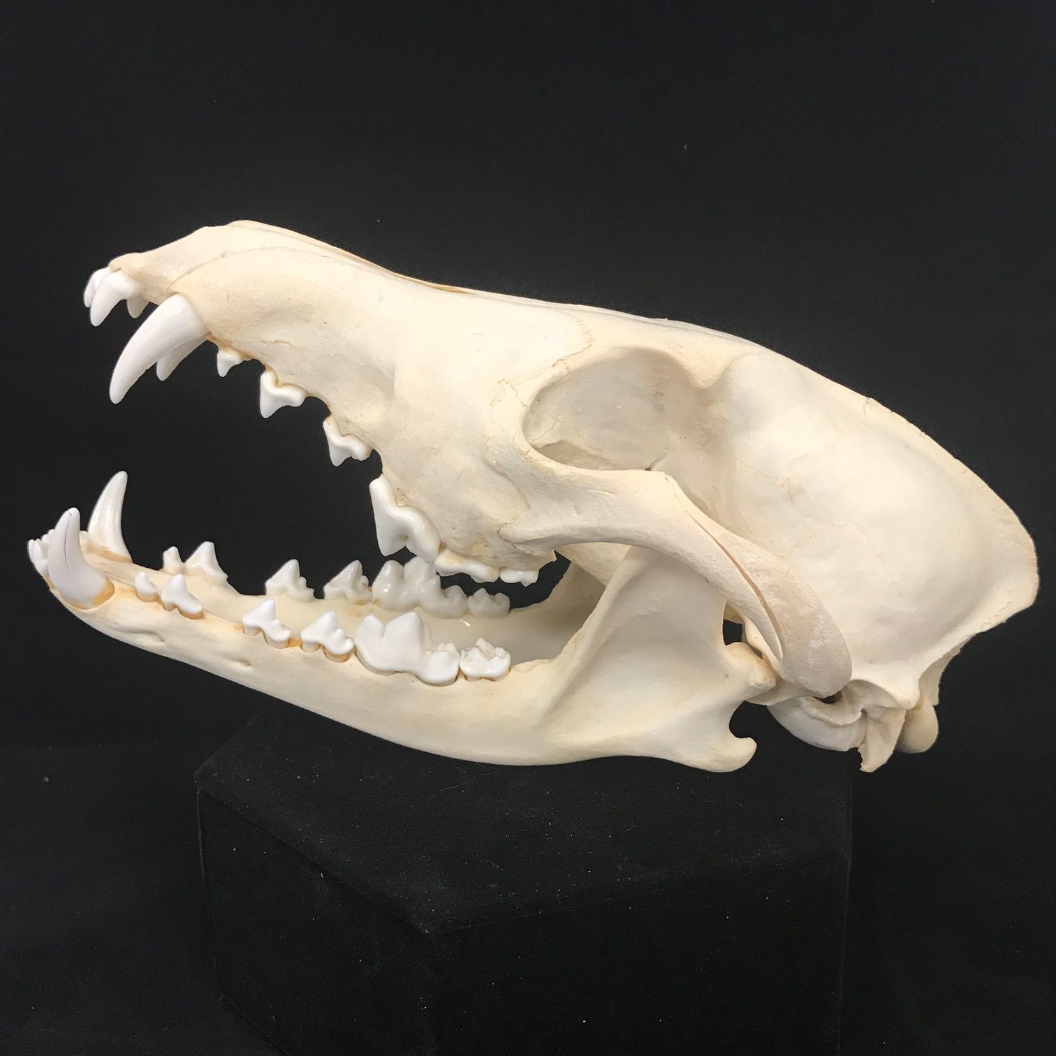 Coyote Skull, real bone, available for purchase at natur.