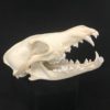 coyote skull real bone