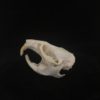 muskrat skull real bone