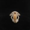 muskrat skull real bone