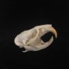 muskrat skull real bone