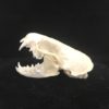 mink skull real bone