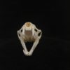 mink skull real bone