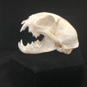 bobcat skull real bone