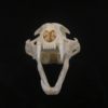 bobcat skull real bone